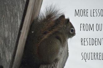 More lessons from the squirrel that lives in our yard